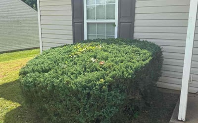 Photo of Dana K.'s yard after getting tree care in Greer, SC