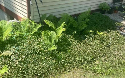 Photo of Gina S.'s yard after getting landscaping in Brighton, MI