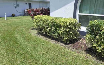 Photo of Laura P.'s yard after getting landscaping in Estero, FL
