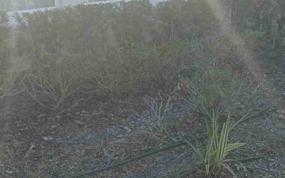 Photo of Sandra L.'s yard after getting landscaping in Killarney, FL