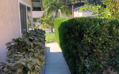 Photo of John A.'s yard after getting landscaping in San Juan Capistrano, CA