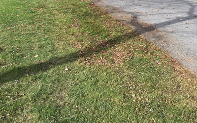 Photo of Kruti P.'s yard after getting lawn care in Orchard Park, NY