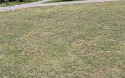 Photo of Dalton J.'s yard after getting landscaping in Manchaca, TX
