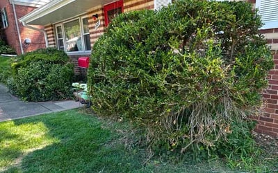Photo of Maria B.'s yard after getting landscaping in Arlington, VA