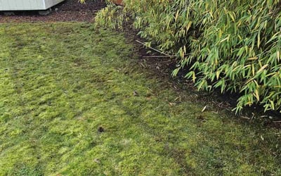 Photo of Elizabeth O.'s yard after getting landscaping in Redmond, WA