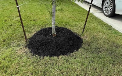 Photo of Michele M.'s yard after getting landscaping in Walburg, TX