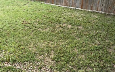 Photo of Grant I.'s yard after getting tree care in Lafayette, CO