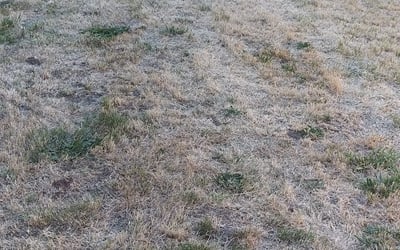 Photo of Shari L.'s yard after getting landscaping in Mcminnville, OR