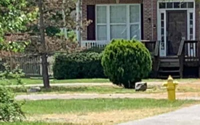 Photo of Jesse W.'s yard after getting tree care in Lusby, MD