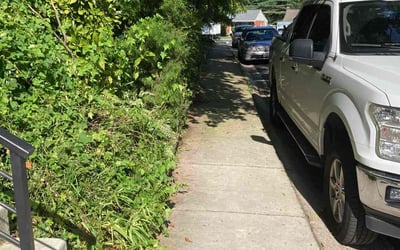 Photo of Megan C.'s yard after getting tree care in Takoma Park, MD