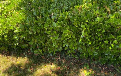 Photo of Ashley M.'s yard after getting landscaping in Fair Oaks, CA