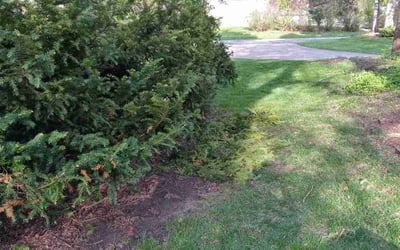 Photo of Suzanne W.'s yard after getting landscaping in Cleveland, MN