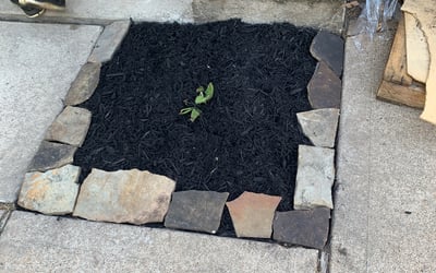Photo of Laura T.'s yard after getting landscaping in Port Bolivar, TX