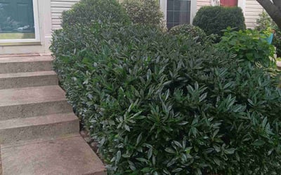 Photo of Cathy C.'s yard after getting landscaping in Frederick, MD