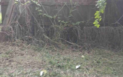 Photo of Tabria J.'s yard after getting landscaping in Loxahatchee, FL
