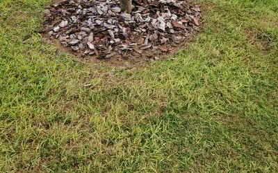 Photo of Jan W.'s yard after getting landscaping in Clarcona, FL