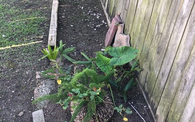 Photo of Elizabeth F.'s yard after getting landscaping in Bellville, TX