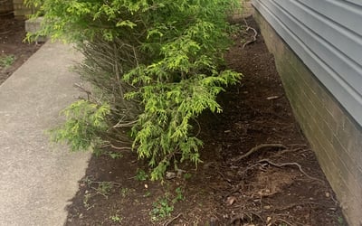 Photo of Stephanie C.'s yard after getting landscaping in Wilmore, KY
