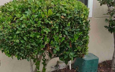 Photo of Austin M.'s yard after getting landscaping in Chula Vista, CA