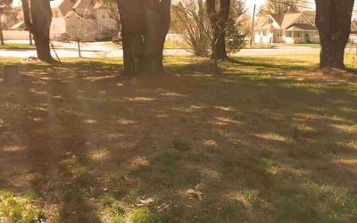 Photo of Dinnah D.'s yard after getting lawn care in Smithtown, NY