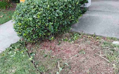 Photo of Matt B.'s yard after getting landscaping in Abbeville, LA