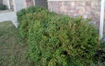 Photo of Nathan M.'s yard after getting landscaping in Florissant, CO