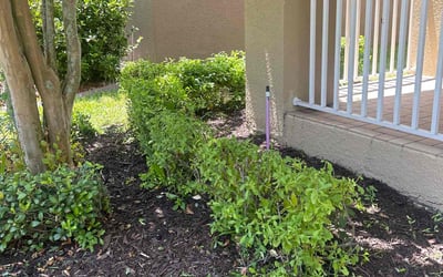 Photo of Emilia V.'s yard after getting tree care in Lake Mary, FL