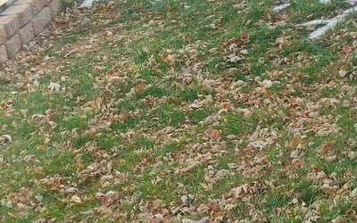 Photo of Tracy R.'s yard after getting landscaping in Kittredge, CO