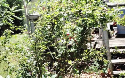 Photo of Patricia K.'s yard after getting landscaping in Kansas City, KS