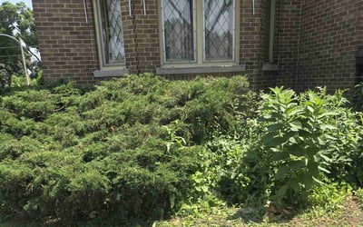 Photo of Jason K.'s yard after getting landscaping in Sussex, WI