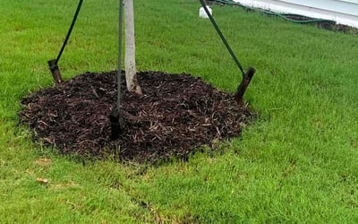 Photo of Susan H.'s yard after getting tree care in Holly Springs, NC