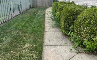 Photo of Leopoldo A.'s yard after getting tree care in Dayton, OH
