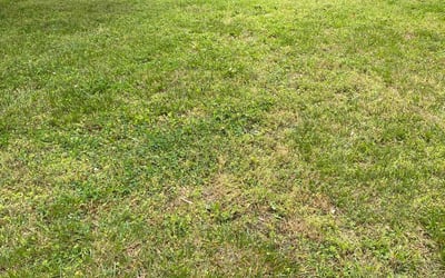 Photo of Ben M.'s yard after getting landscaping in Jetersville, VA