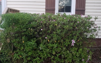 Photo of Jennifer S.'s yard after getting landscaping in Hobbsville, NC