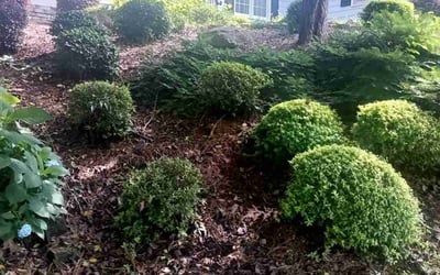 Photo of Cristal L.'s yard after getting tree care in Dacula, GA