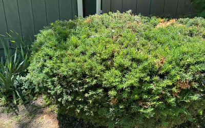 Photo of Timothy P.'s yard after getting landscaping in Columbia City, IN