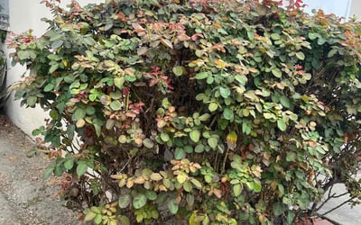 Photo of Jesse V.'s yard after getting tree care in Sebastopol, CA