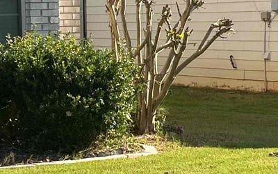 Photo of Karen L.'s yard after getting tree care in Lilburn, GA