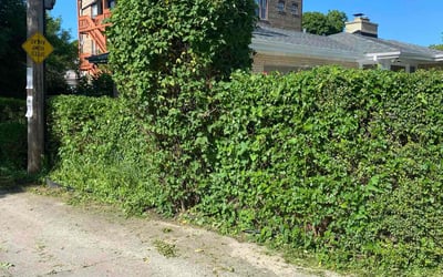 Photo of Andrea D.'s yard after getting landscaping in Carol Stream, IL