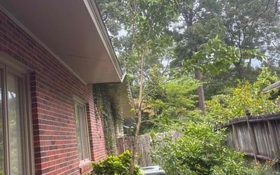 Photo of Stephanie M.'s yard after getting tree care in Zebulon, NC