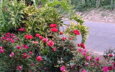 Photo of Catherine C.'s yard after getting landscaping in Monrovia, CA
