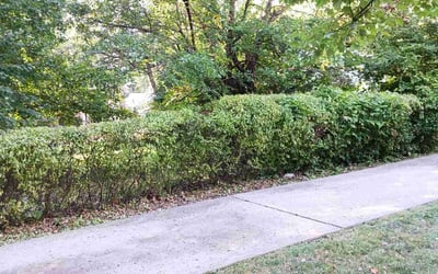 Photo of Tom O.'s yard after getting landscaping in Cameron, MO