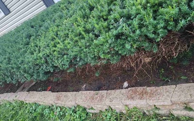 Photo of Nikki C.'s yard after getting tree care in Rockford, IL