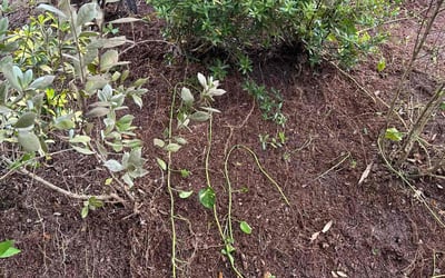 Photo of Debbie H.'s yard after getting landscaping in Scottsmoor, FL