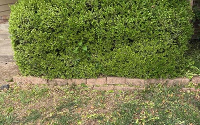Photo of Curtis H.'s yard after getting landscaping in Wichita, KS