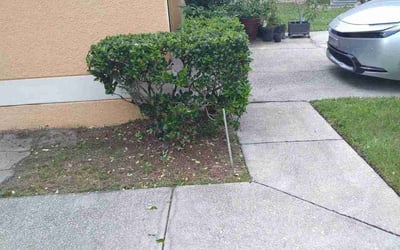 Photo of Terrence D.'s yard after getting landscaping in Orlando, FL
