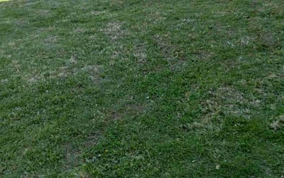 Photo of Joseph R.'s yard after getting lawn care in Shawnee, KS