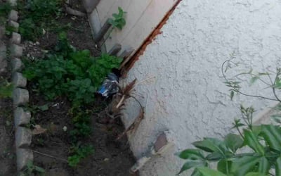 Photo of Samuel M.'s yard after getting landscaping in Indio, CA
