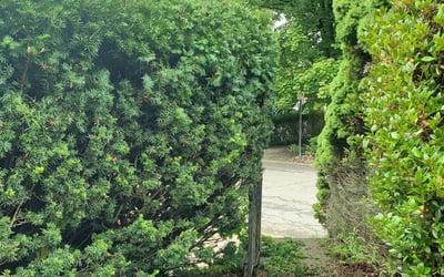 Photo of Michael C.'s yard after getting landscaping in Cranberry Twp, PA