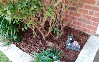 Photo of Sandy W.'s yard after getting landscaping in Chico, TX